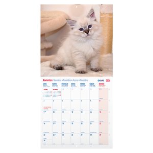 CAL.DOHE PARED MES 300x300 GATOS