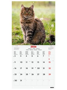 CAL.FIN. INT. PARED 300x300 CATS