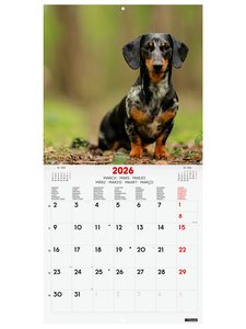 CAL.FIN. INT. PARED 300x300 DOGS