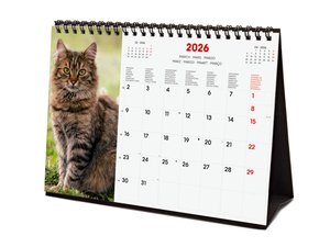 CAL.FIN. INT. SOBR. 210x150 CATS