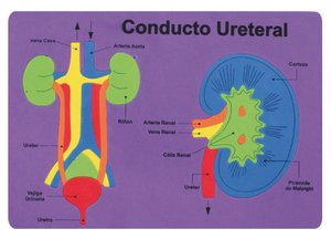 GOMA EVA FIXO PUZZLE 26x36 SISTEMA RENAL